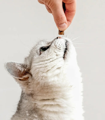 Salmon Catnip Cat Treats
